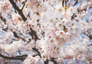 Perfect timing! Cherry blossoms appear for only a short time&mdash;late March to mid-April. (Photo by Michelle Wu)